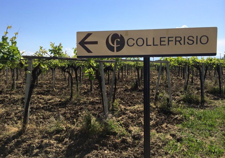 collefrisio vineyard