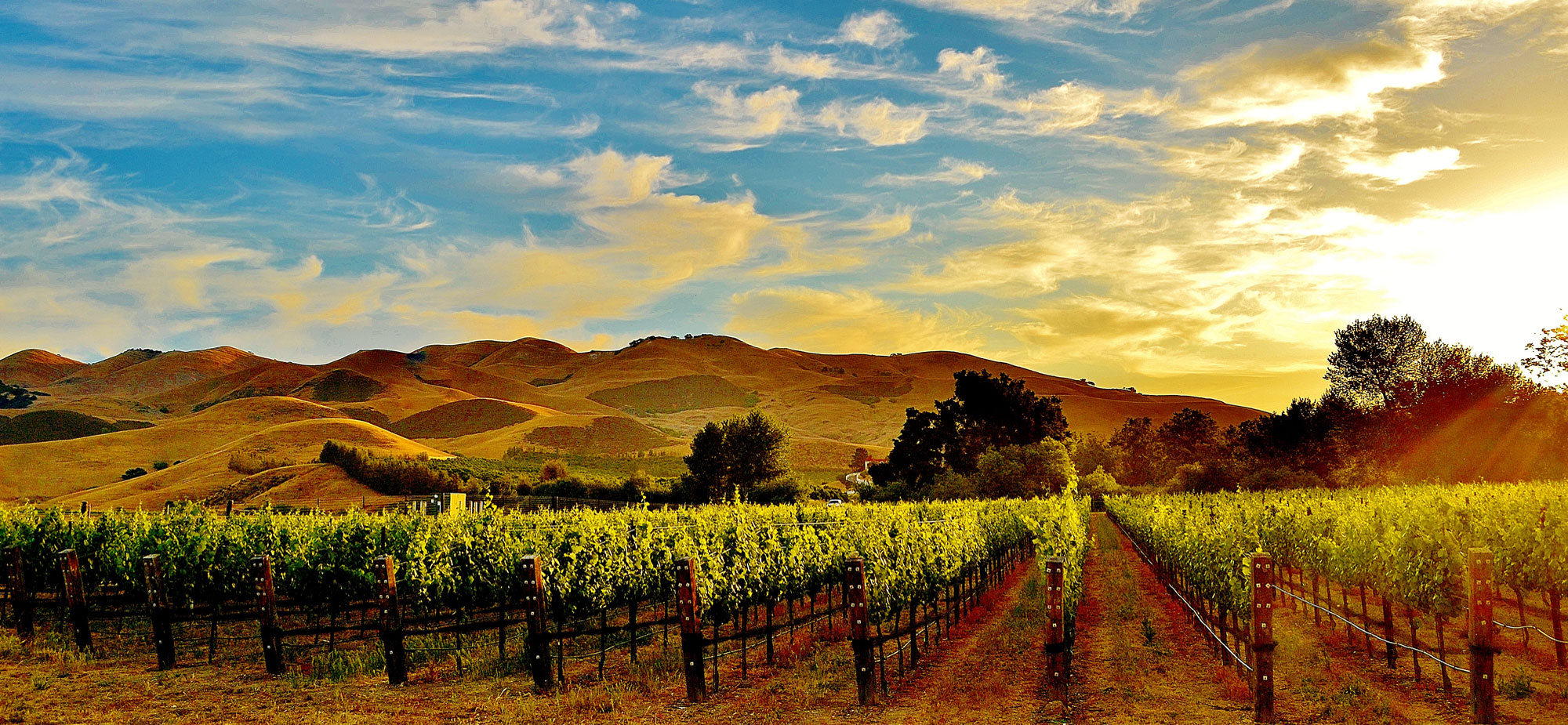 Rượu vang California - Đại diện của Tân thế giới