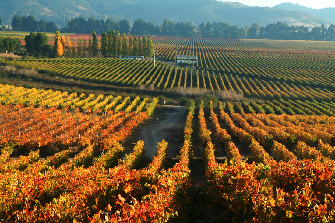 Rượu vang Chile - Các vùng trồng nho chính