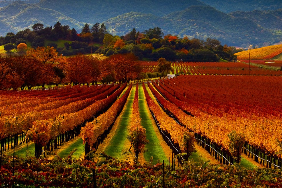 Rượu vang California - Đại diện của Tân thế giới